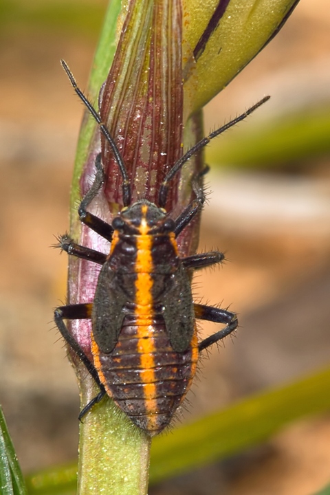 Miridae: Horistus orientalis di Malta